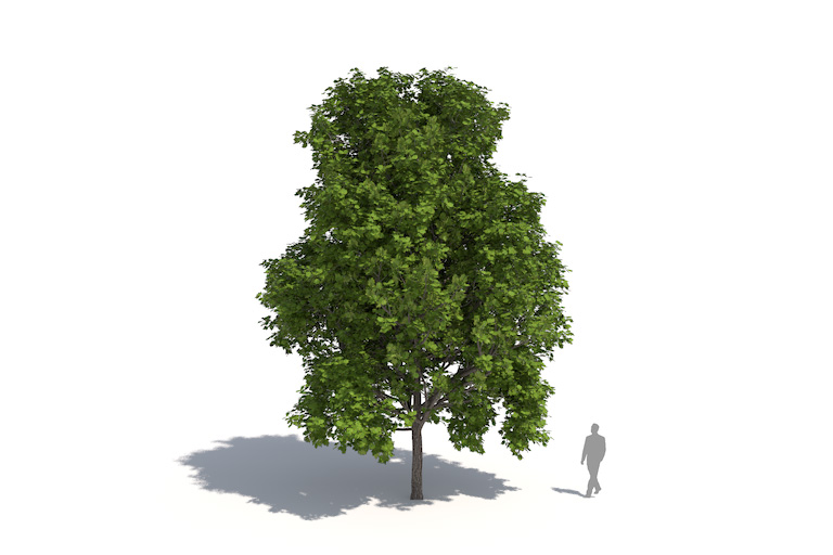 PlantsKit | Klon czerwony  | Acer rubrum