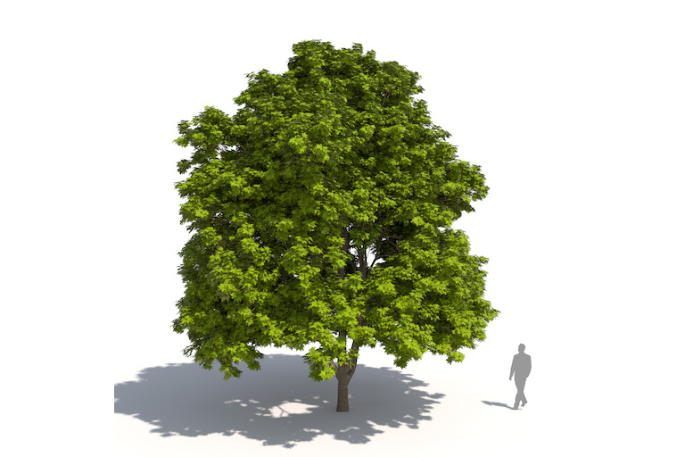 PlantsKit | Klon cukrowy | Acer saccharum