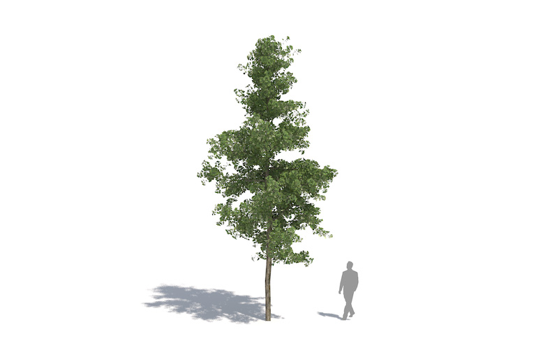 PlantsKit | Miłorząb japoński | Ginkgo biloba