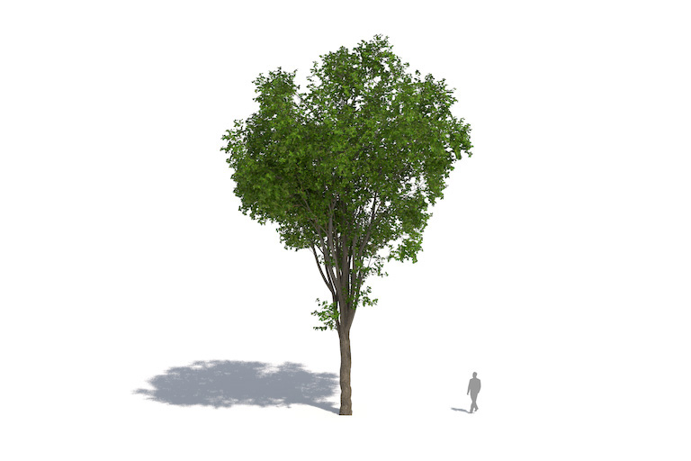 PlantsKit | Wiąz amerykański | Ulmus americana