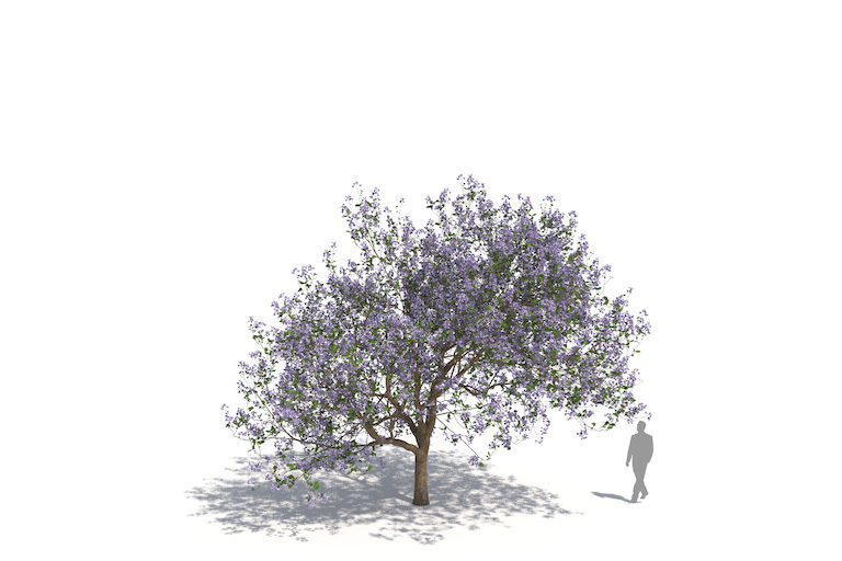 PlantsKit | Paulownia Tomentosa Lilacina | Paulownia tomentosa