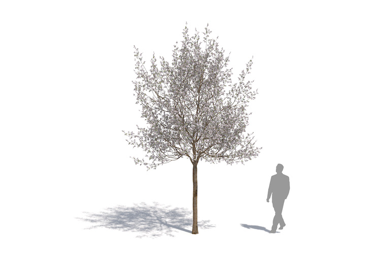 PlantsKit | Wiśnia jedońska | Prunus x yedoensis Somei-yoshino