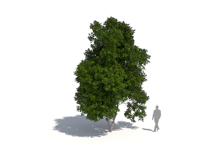 PlantsKit | Sasafras lekarski | Sassafras albidum