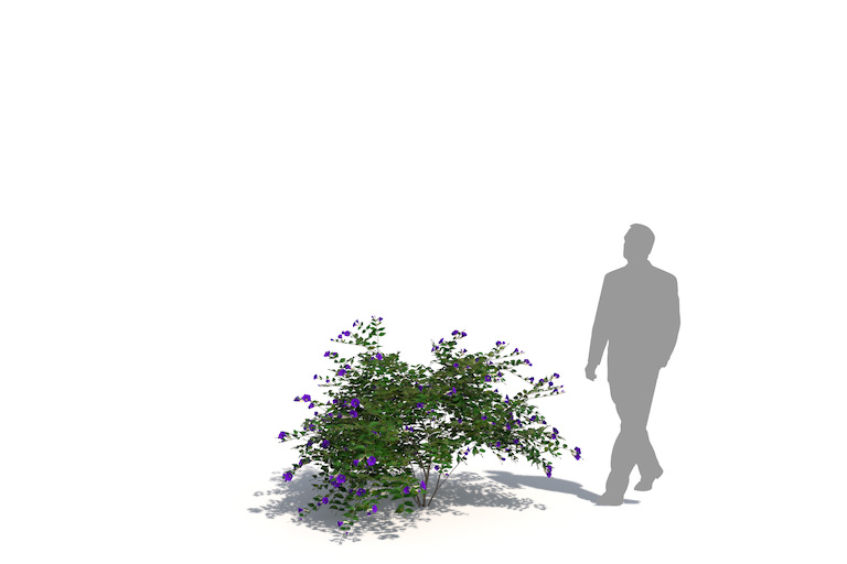 PlantsKit | Thunbergia erecta | Thunbergia erecta