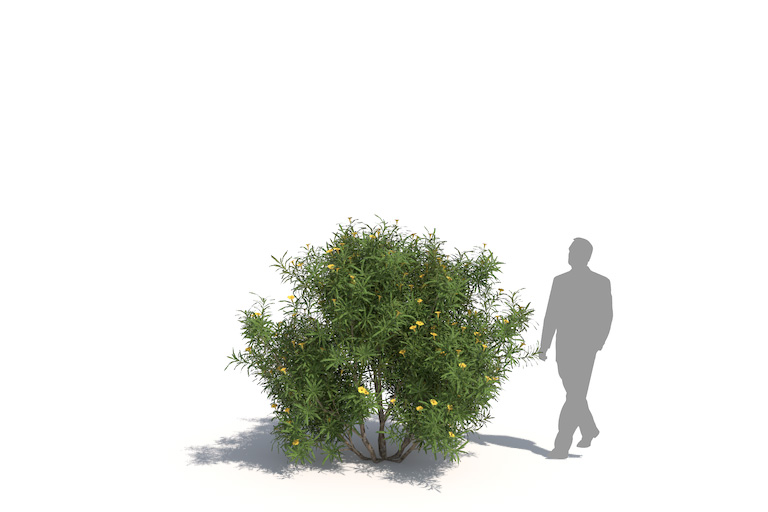 PlantsKit | Tewecja peruwiańska | Cascabela thevetia