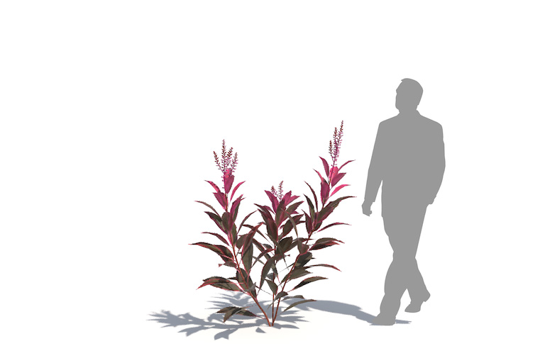 PlantsKit | Kordylina krzewiasta | Cordyline fruticosa Red Sister