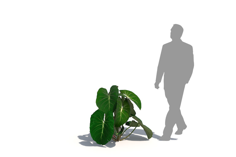 PlantsKit | Philodendron gloriosum | Philodendron gloriosum