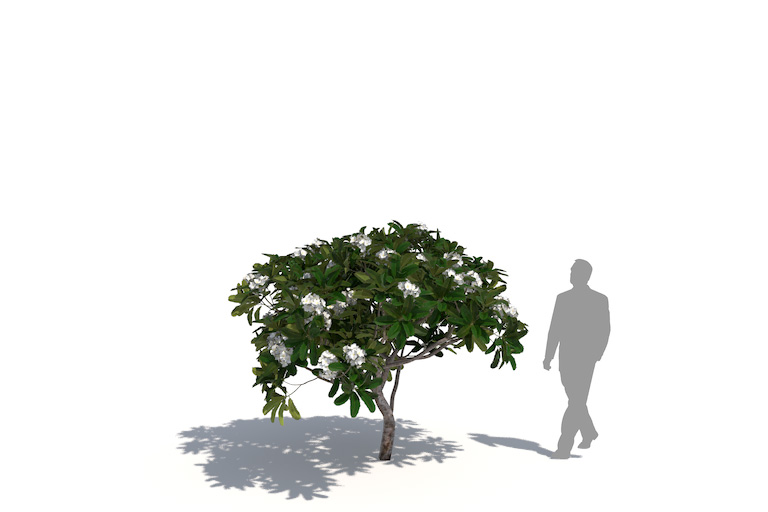 PlantsKit | Plumeria obtusa | Plumeria obtusa