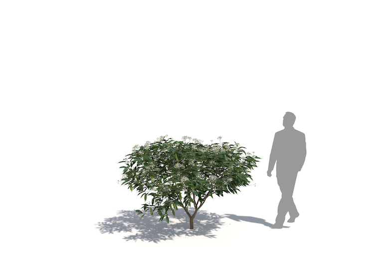 PlantsKit | Tabernaemontana corymbosa | Tabernaemontana corymbosa