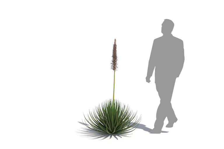 PlantsKit | Agawa stricta | Agave stricta