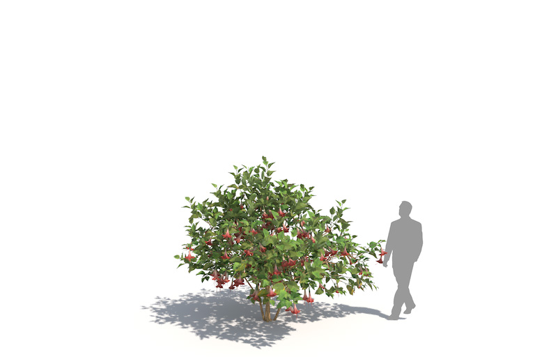 PlantsKit | Brugmansja x insignis | Brugmansia x insignis