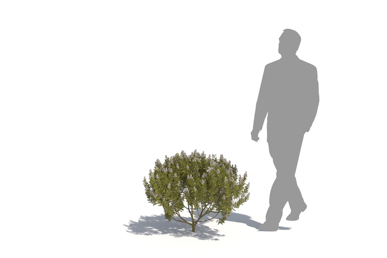 PlantsKit | Wrzosiec drzewiasty Estrella Gold | Erica arborea