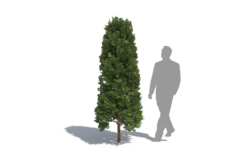 PlantsKit | Wawrzyn szlachetny | Laurus nobilis