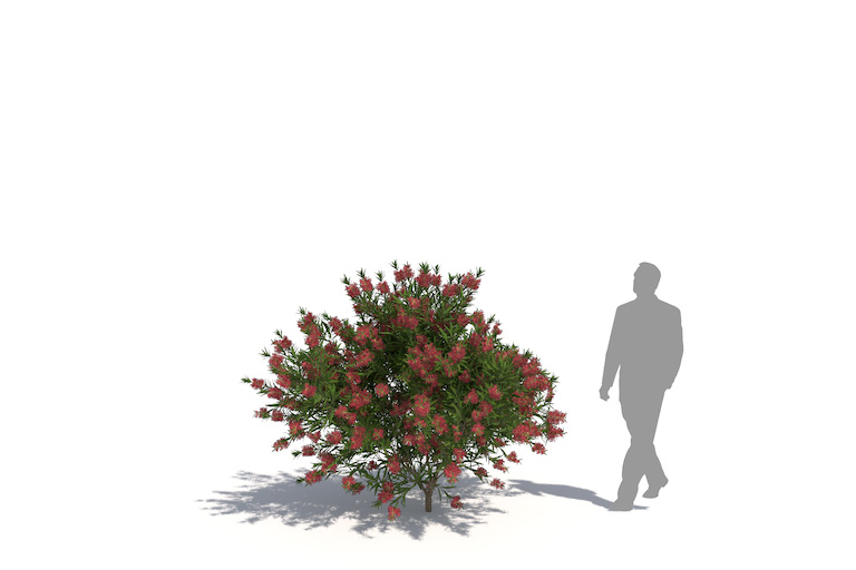 PlantsKit | Kuflik cytrynowy | Melaleuca citrina