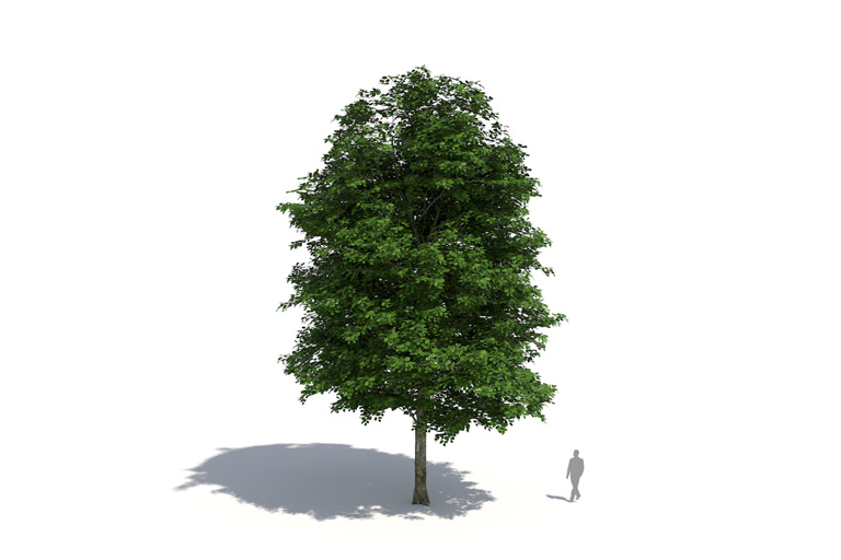 PlantsKit | Buk pospolity | Fagus sylvatica