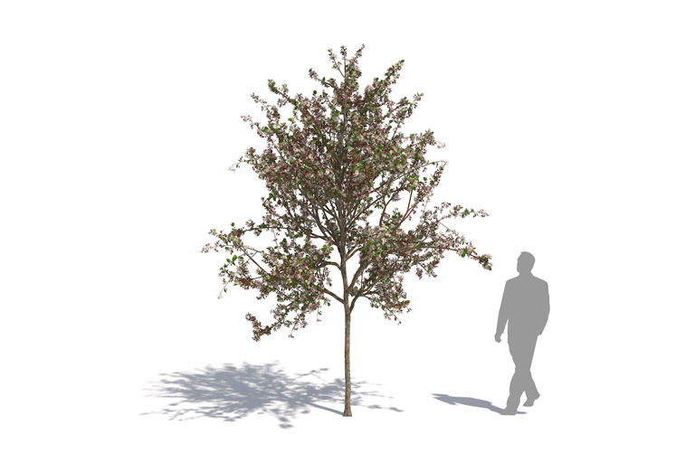 PlantsKit | Jabłoń kwiecista | Malus floribunda