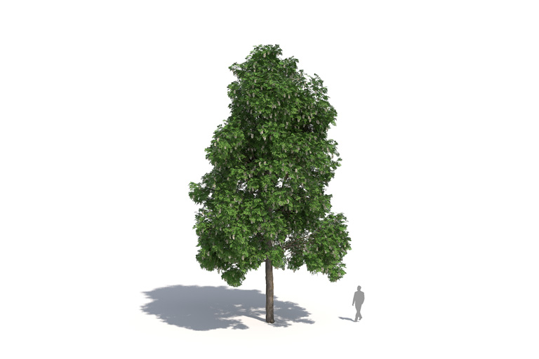 PlantsKit | Robinia akacjowa | Robinia pseudoacacia