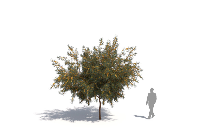 PlantsKit | Akacja Farnesa | Vachellia farnesiana