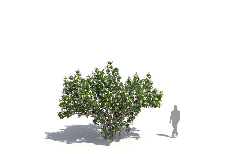 PlantsKit | Oliwka teksańska | Cordia boissieri