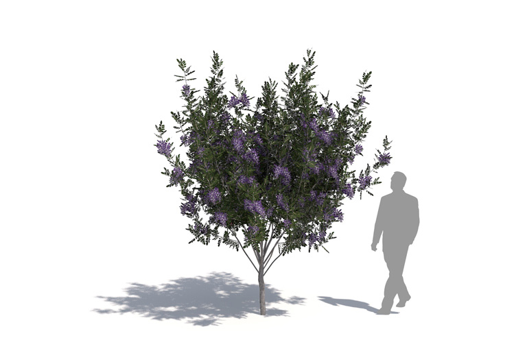 PlantsKit | Teksański wawrzyn górski | Dermatophyllum secundiflorum