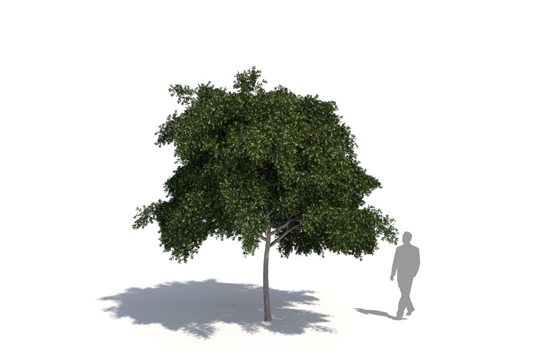 PlantsKit | Teksańki heban | Ebenopsis ebano