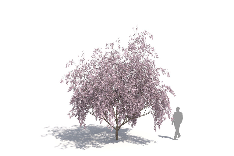 PlantsKit | DESERT IRONWOOD | Olneya tesota