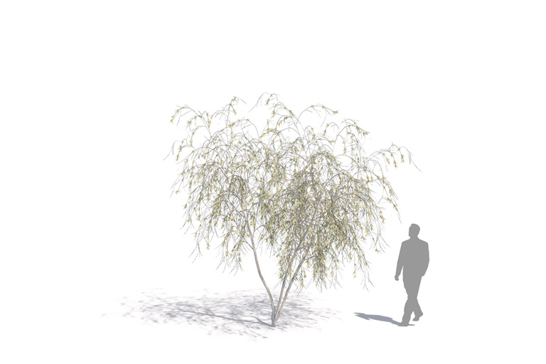 PlantsKit | Drzewo PALO BLANCO | Mariosousa willardiana