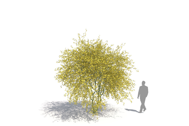 PlantsKit | Parkinsonia | Desert Museum