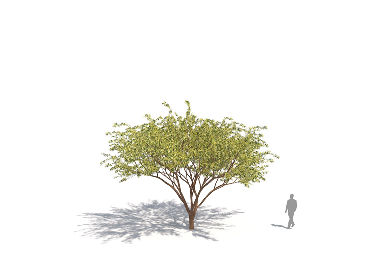 PlantsKit | Prosopis velutina AZT | Prosopis velutina AZT