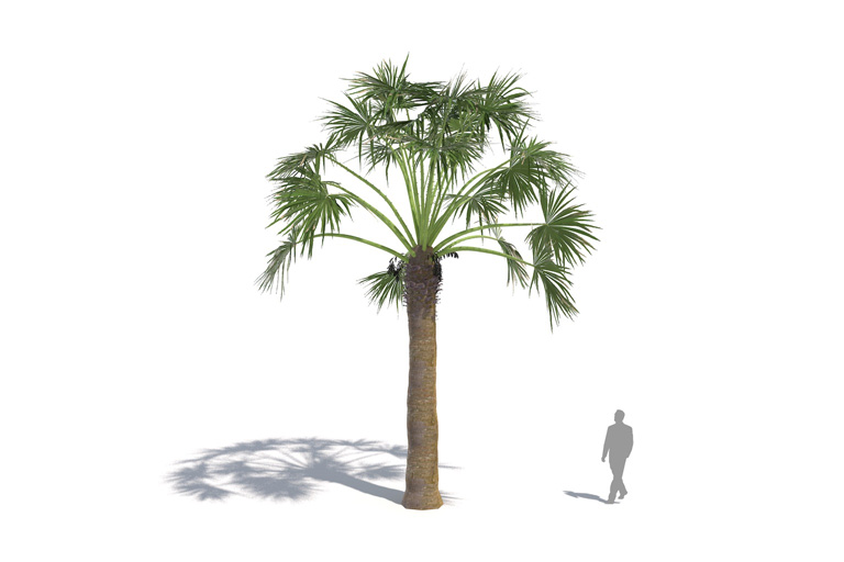 PlantsKit | Waszyngtonia nitkowata | Washingtonia filifera