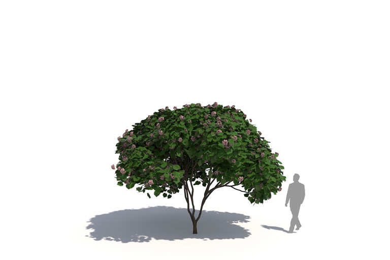 PlantsKit | Dombeya x cayeuxii | Dombeya x cayeuxii