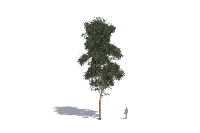 PlantsKit | Eukaliptus gałkowy | Eucalyptus globulus