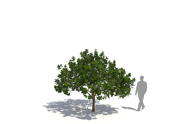 PlantsKit | Figowiec pospolity | Ficus carica