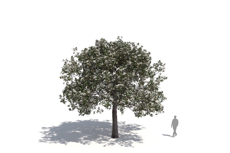 PlantsKit | Magnolia wielokwiatowa | Magnolia grandiflora