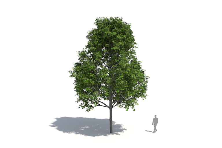 PlantsKit | Klon zwyczajny | Acer platanoides