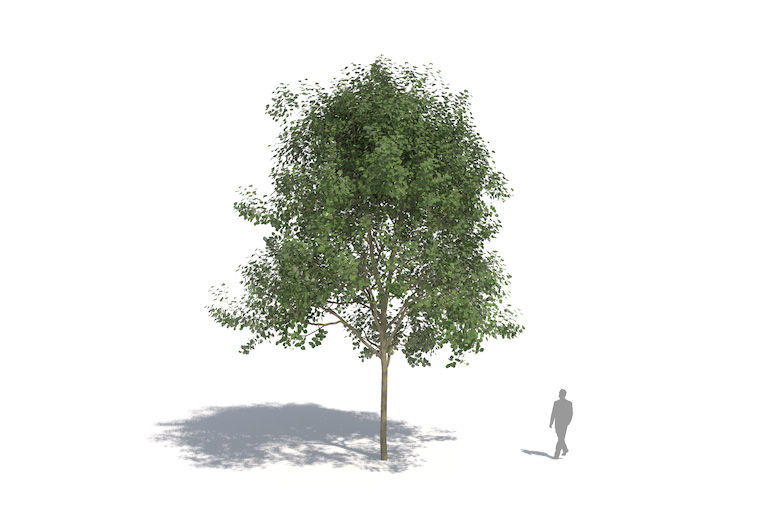 PlantsKit | Lipa srebrzysta | Tilia tomentosa