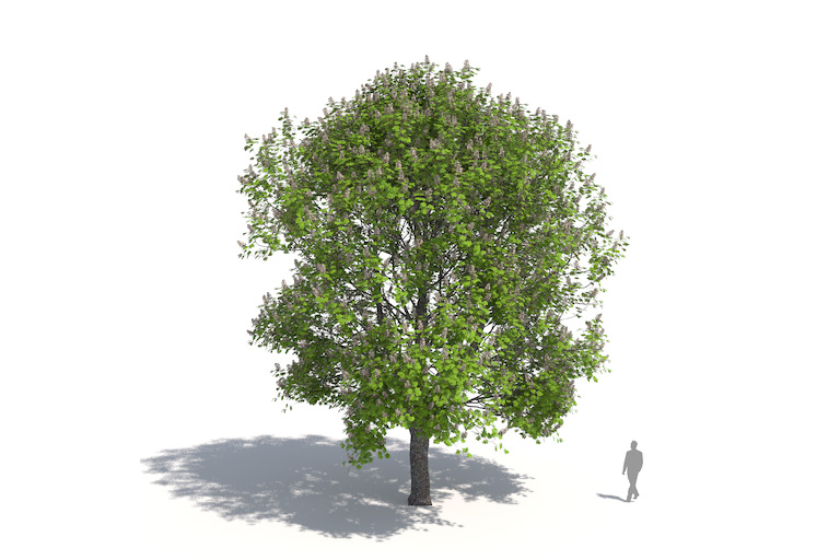 PlantsKit | Kasztanowiec zwyczajny | Aesculus hippocastanum