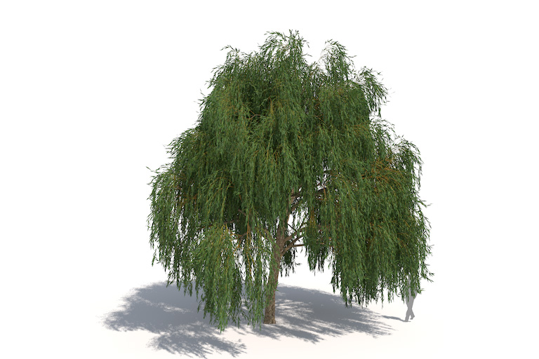 PlantsKit | Wierzba biała Tristis | Salix alba Tristis