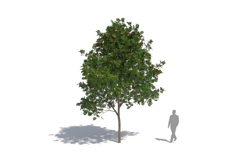 PlantsKit | Jarząb pospolity | Sorbus aucuparia