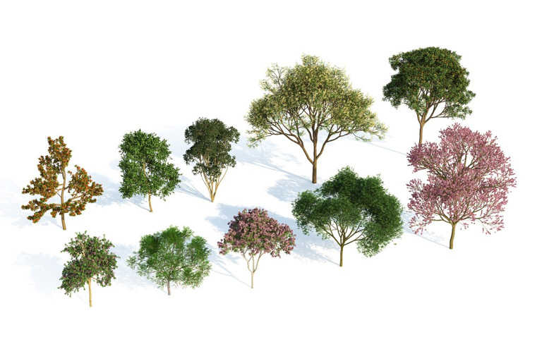 PlantsKit | Plants Kit 3 | Kolekcja gatunków tropikalnych występujących w Afryce, obu Amerykach, Azji, na Pacyfiku i w Australii, gdzie często występują przy ulicach, w parkach i ogrodach.