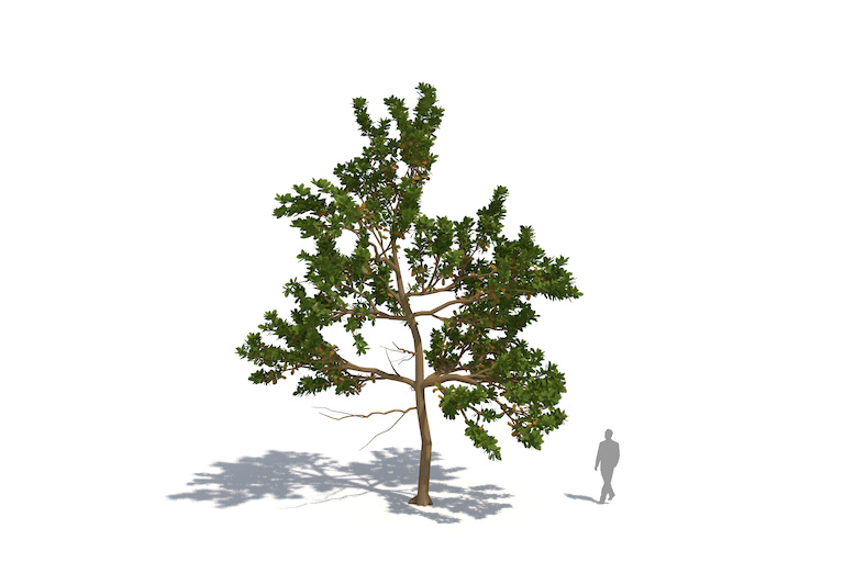 PlantsKit | Migdałecznik właściwy | Terminalia catappa