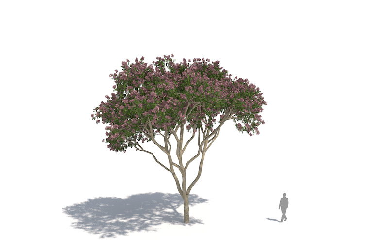 PlantsKit | Albicja saman | Albizia saman