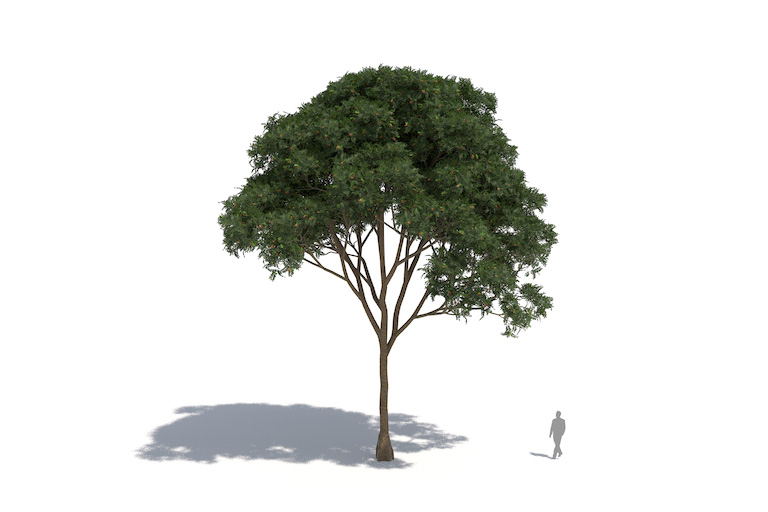 PlantsKit | Khaya senegalensis | Khaya senegalensis