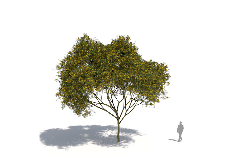 PlantsKit | Peltoforum oskrzydlone | Peltophorum pterocarpum