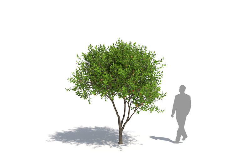 PlantsKit | Granat właściwy | Punica granatum