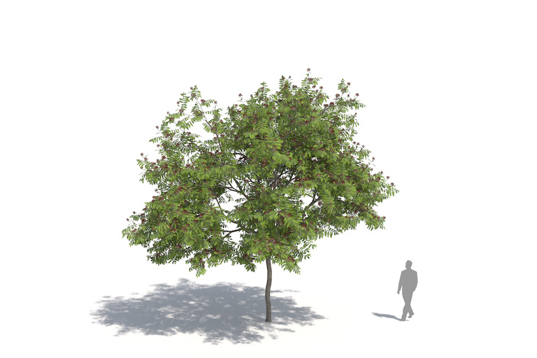 PlantsKit | Albicja biało-różowa | Albizia julibrissin