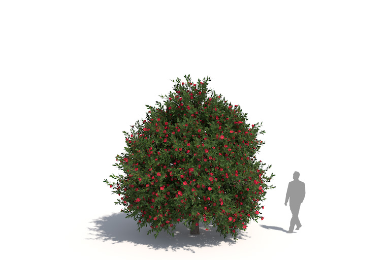 PlantsKit | Kamelia japońska | Camellia japonica