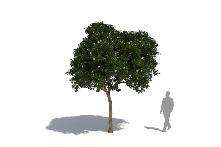 PlantsKit | Pomarańcza chińska | Citrus x sinensis