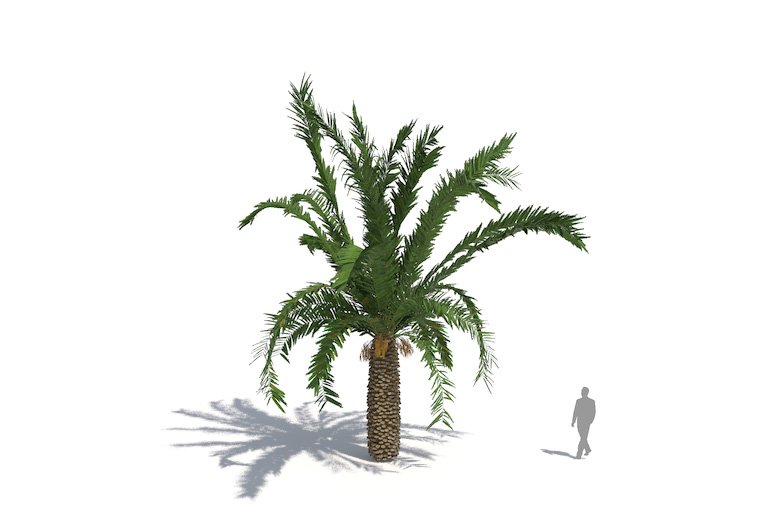 PlantsKit | Daktylowiec kanaryjski | Phoenix canariensis