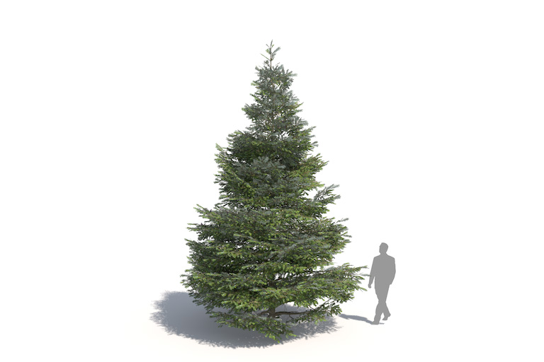 PlantsKit | Jodła koreańska | Abies koreana